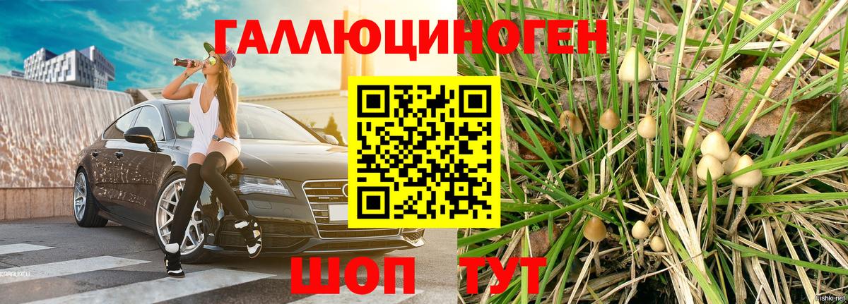 Егорьевск  Псилоцибиновые грибы Psilocybine cubensis  Вход с VPN 
